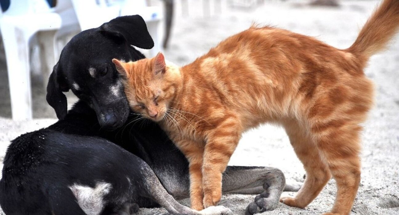 Altı ayda 477 bin hayvan ihlali